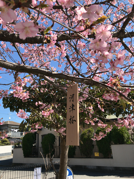 櫻木神社の桜