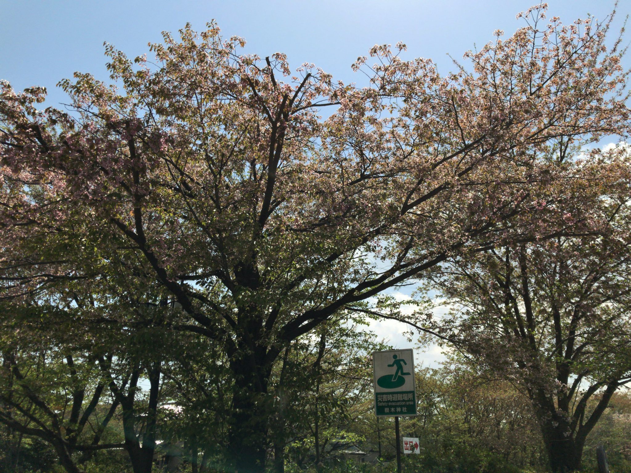 葉桜画像