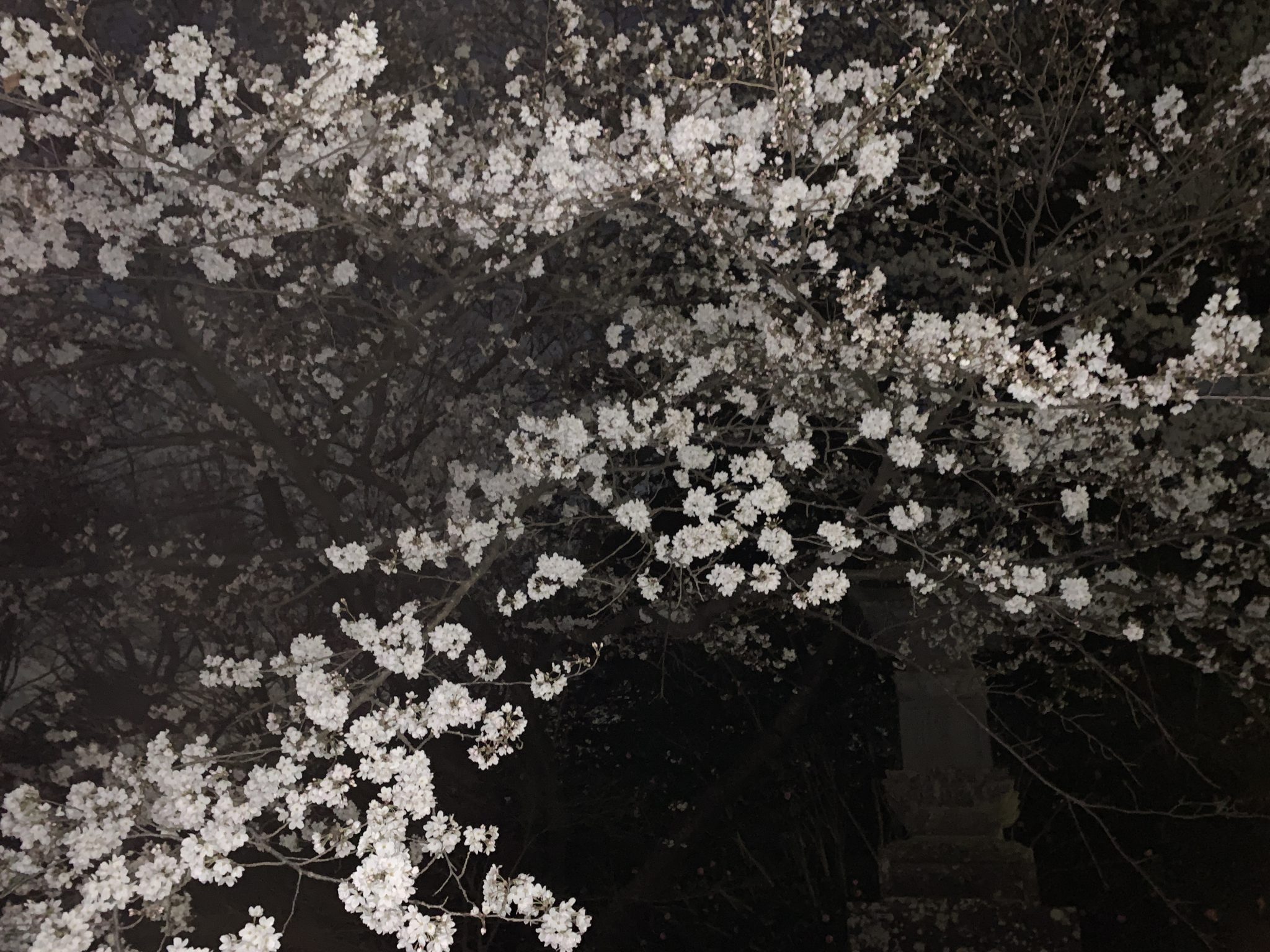 清水公園夜桜