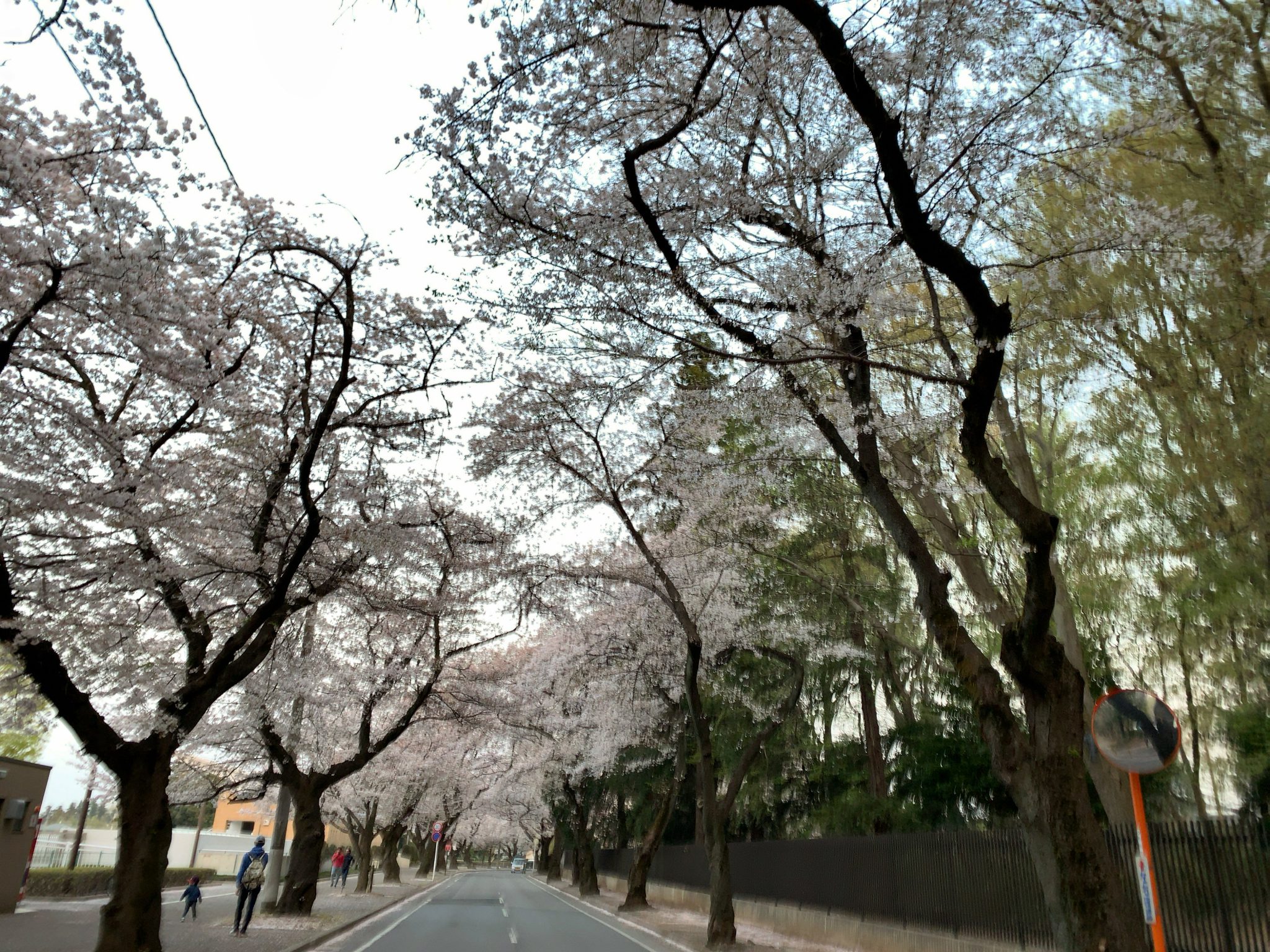 清水公園の桜並木道