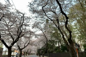 清水公園の桜並木道