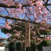 野田市櫻木神社で３月限定の御朱印３種を紹介・混雑状況と桜の開花予想